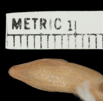 Media type: image;   Herpetology R-156691